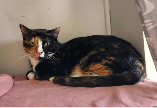 SRIRACHA - Domestic Short Hair available for adoption