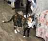 adoptable Cat in colonia, NJ named Sriracha