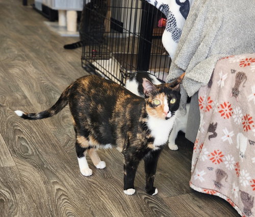 SRIRACHA - Domestic Short Hair available for adoption