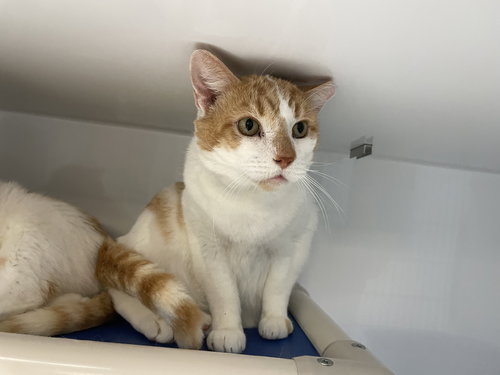 picture of the cat needing adoption