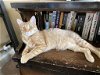 adoptable Cat in colonia, NJ named Amaretto