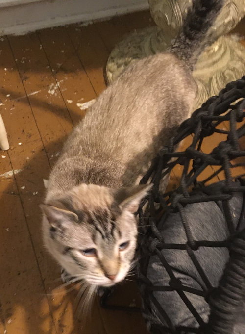 SNOWBALL - Oriental Short Hair available for adoption