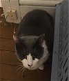 adoptable Cat in colonia, NJ named Mia