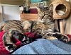 adoptable Cat in colonia, NJ named Sambuca