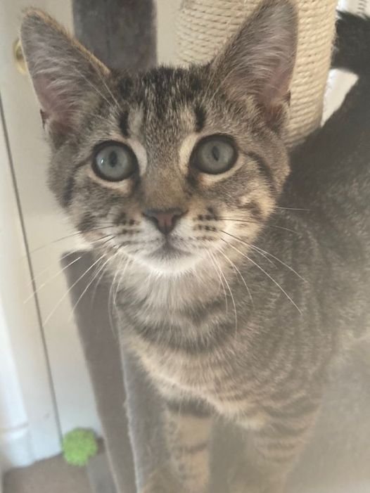 adoptable Cat in Colonia, NJ named Frangelico