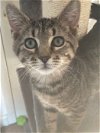adoptable Cat in colonia, NJ named Frangelico