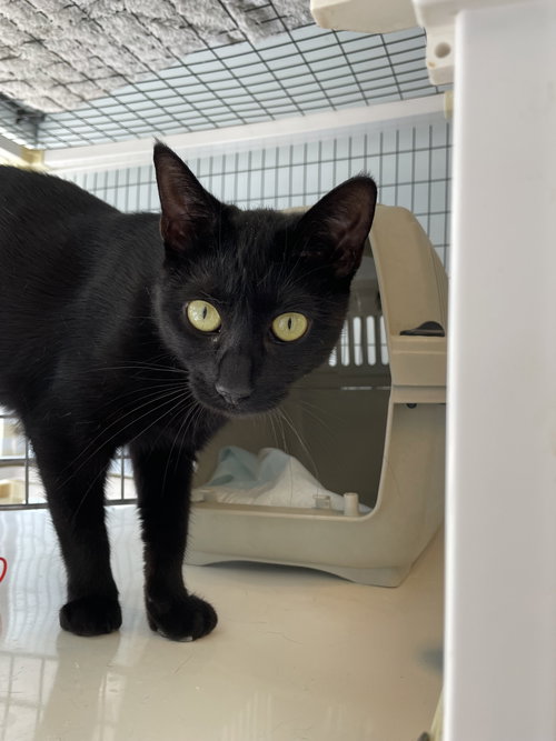 picture of the cat needing adoption