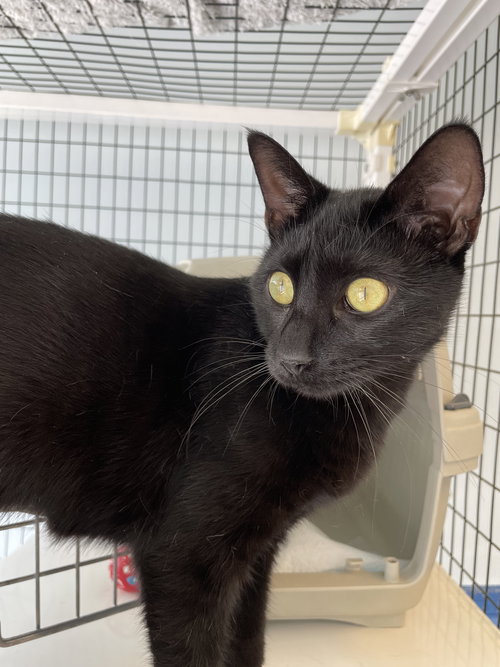 MORTICIA - Domestic Short Hair available for adoption