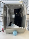 Morticia - Photo 3