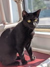 Morticia - Photo 4