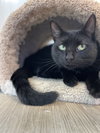 Morticia - Photo 5