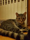 Ollie (formerly Oscar) - Photo 3