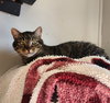 Ollie (formerly Oscar) - Photo 2