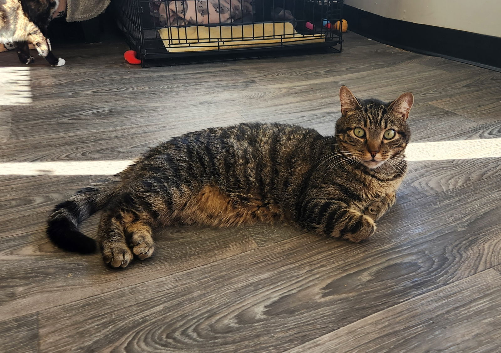 adoptable Cat in Colonia, NJ named Ollie (formerly Oscar)