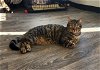 adoptable Cat in colonia, NJ named Ollie (formerly Oscar)