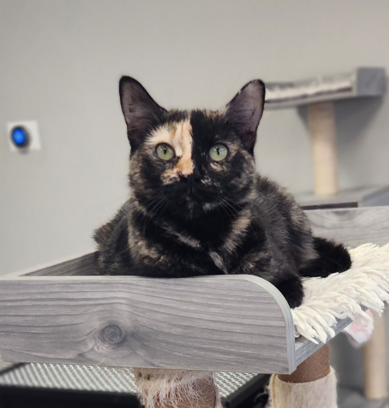 adoptable Cat in Colonia, NJ named Anise2