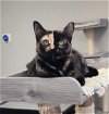 adoptable Cat in colonia, NJ named Anise2