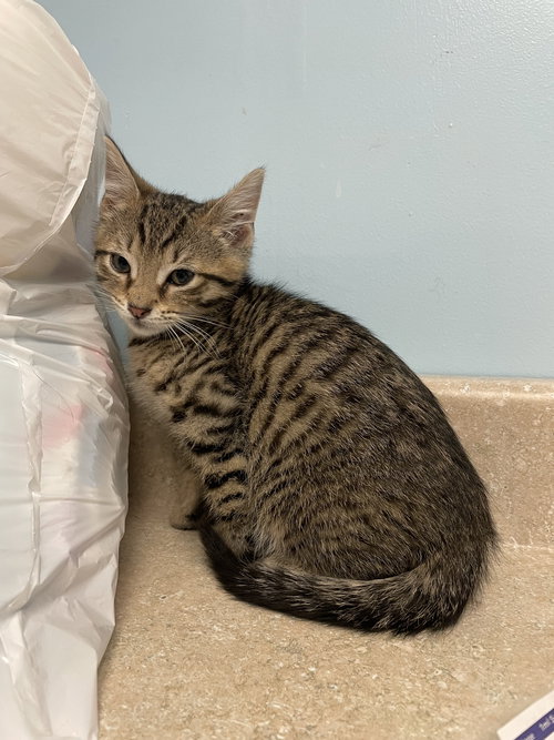 KAI - Domestic Short Hair available for adoption