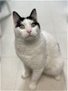adoptable Cat in colonia, NJ named Bigby