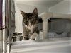 adoptable Cat in colonia, NJ named Meu
