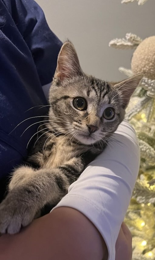 adoptable Cat in Colonia, NJ named Skyy