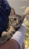 adoptable Cat in colonia, NJ named Skyy