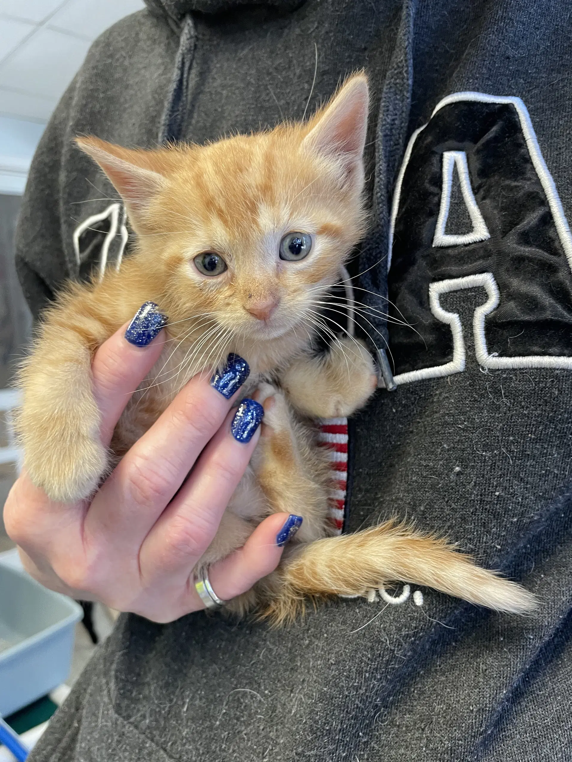 Butters - Domestic Short Hair