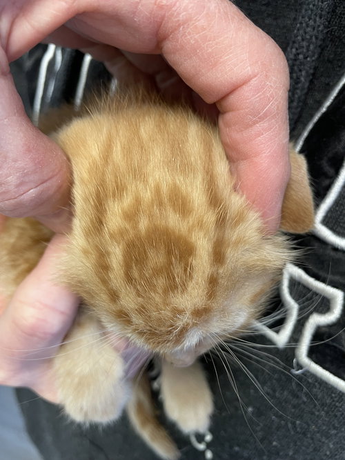 BUTTERS - Domestic Short Hair available for adoption