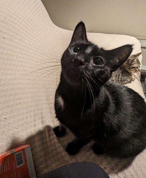 NOELLE3 - Domestic Short Hair available for adoption