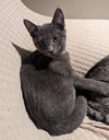 Jangle - Photo 2