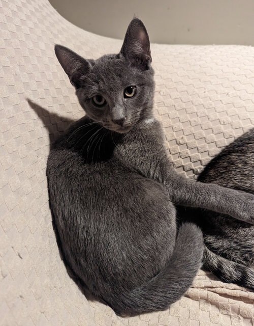 JANGLE - Domestic Short Hair available for adoption