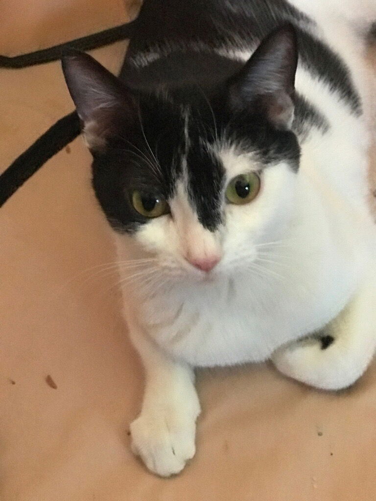 adoptable Cat in Colonia, NJ named Trina