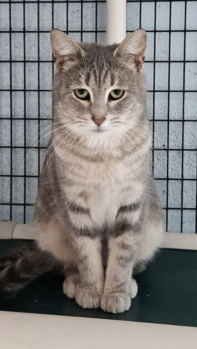 JANIE - Domestic Short Hair available for adoption