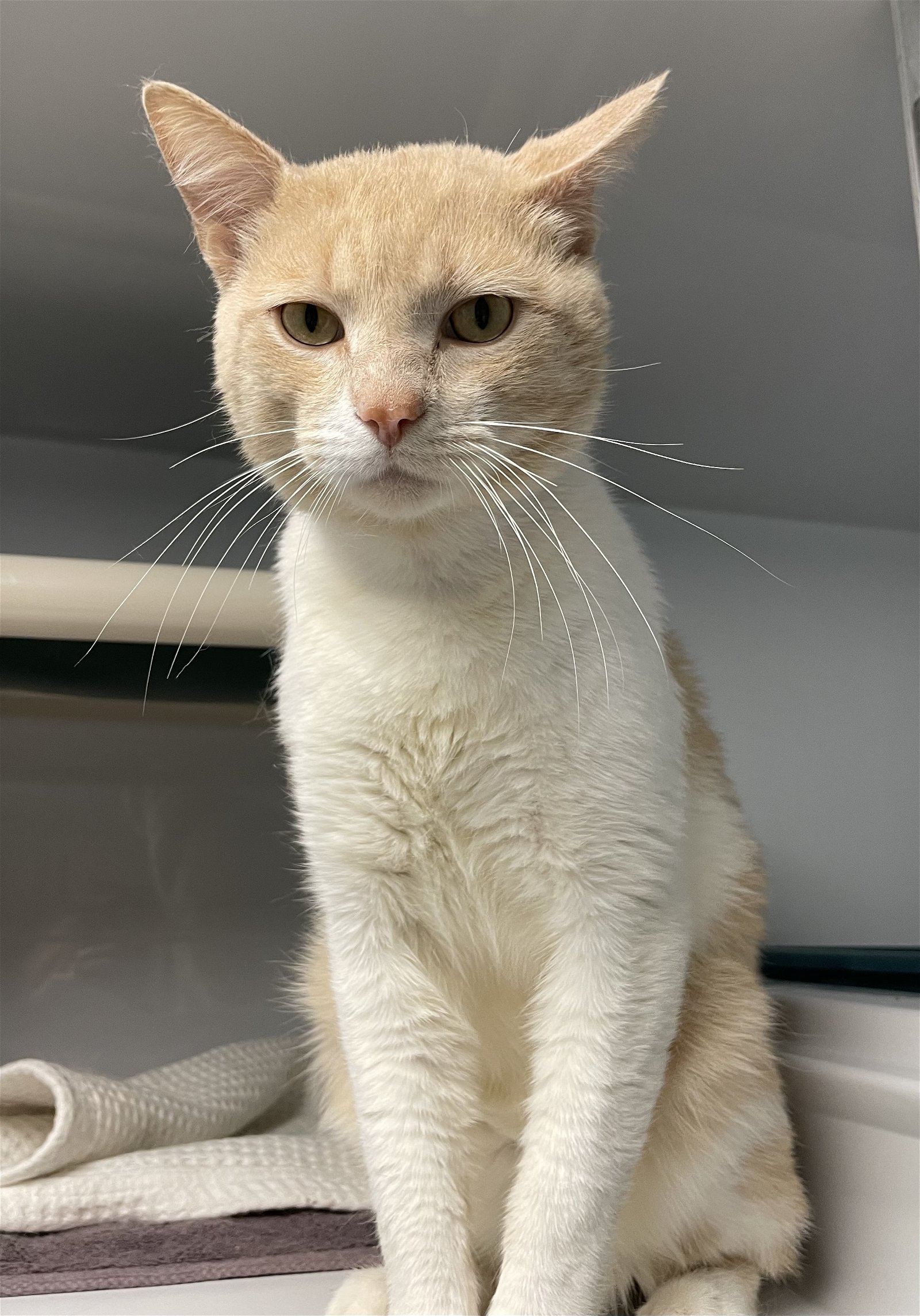 adoptable Cat in Colonia, NJ named Creamsicle