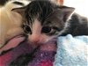 adoptable Cat in colonia, NJ named Trevor3