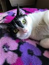 adoptable Cat in colonia, NJ named Trina2