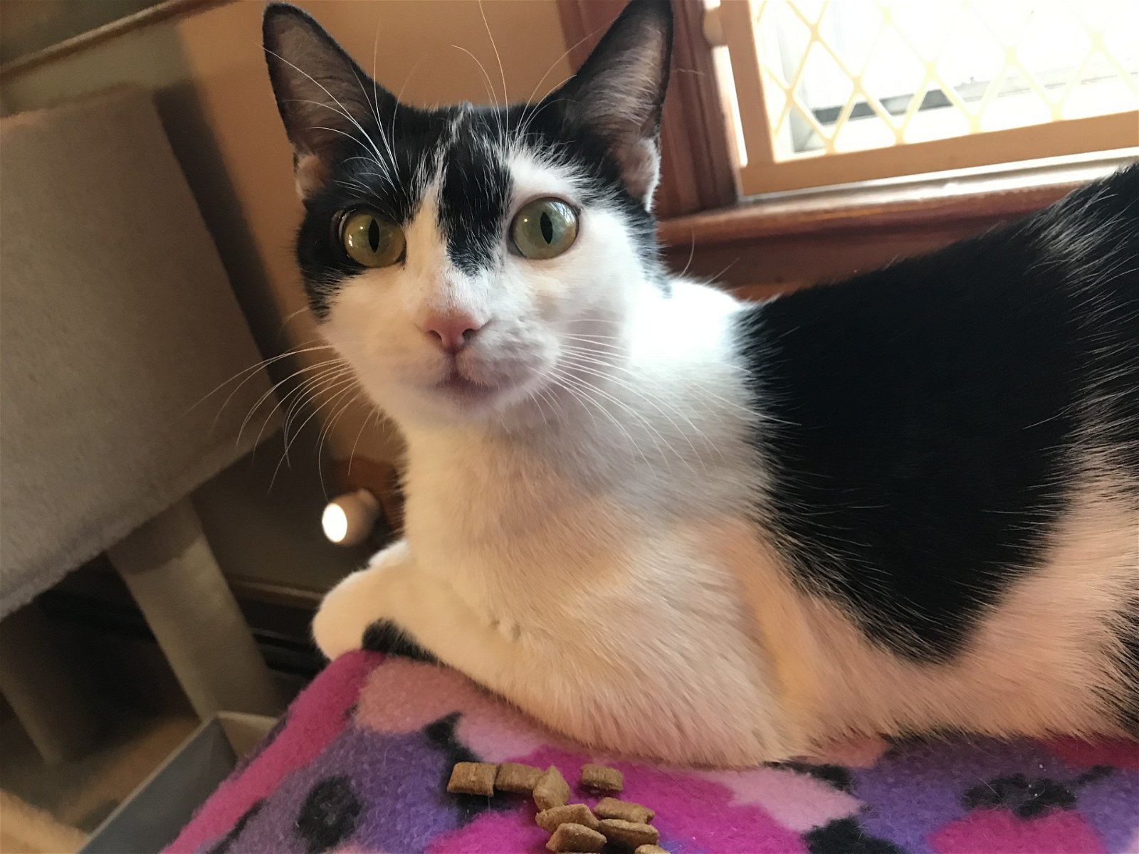 adoptable Cat in Colonia, NJ named Trina2