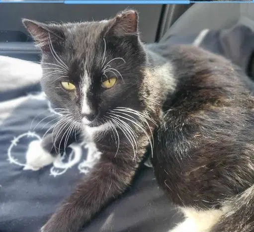 Lance - Domestic Short Hair