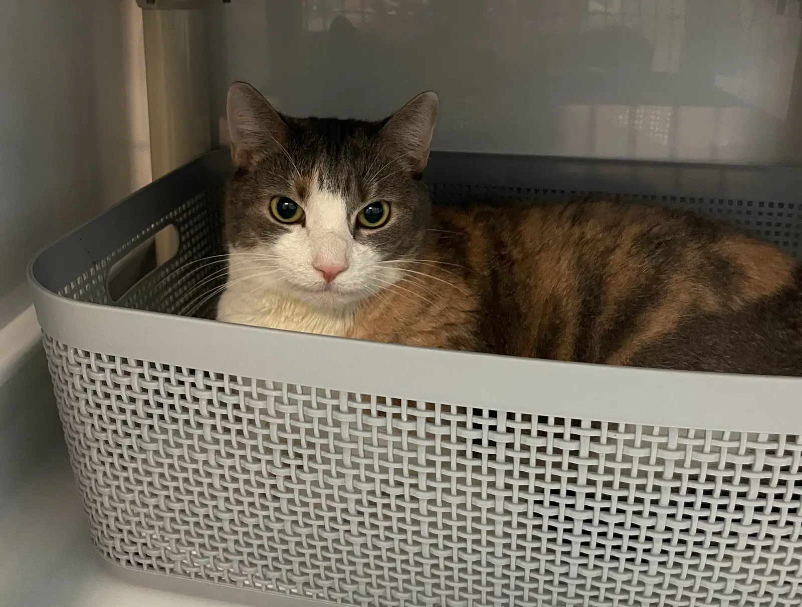 Cecelia - Domestic Short Hair