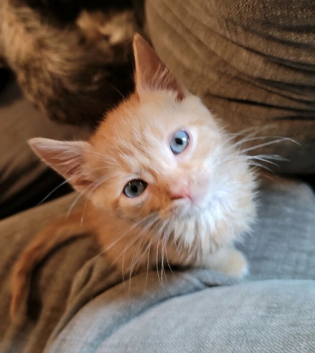 adoptable Cat in Colonia, NJ named Oscar