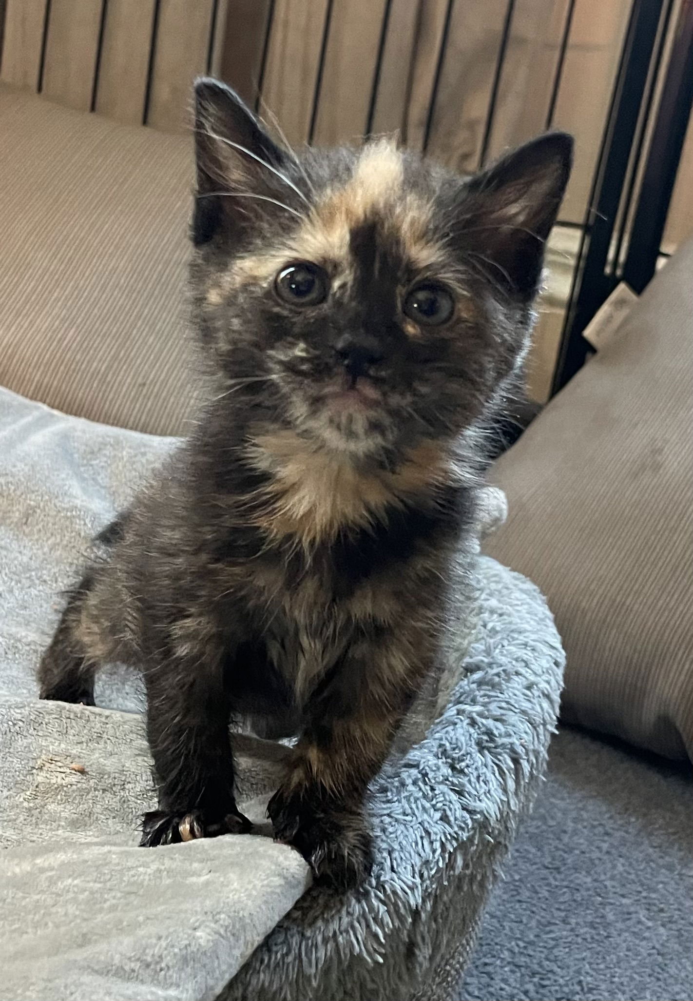 adoptable Cat in Colonia, NJ named Natasha