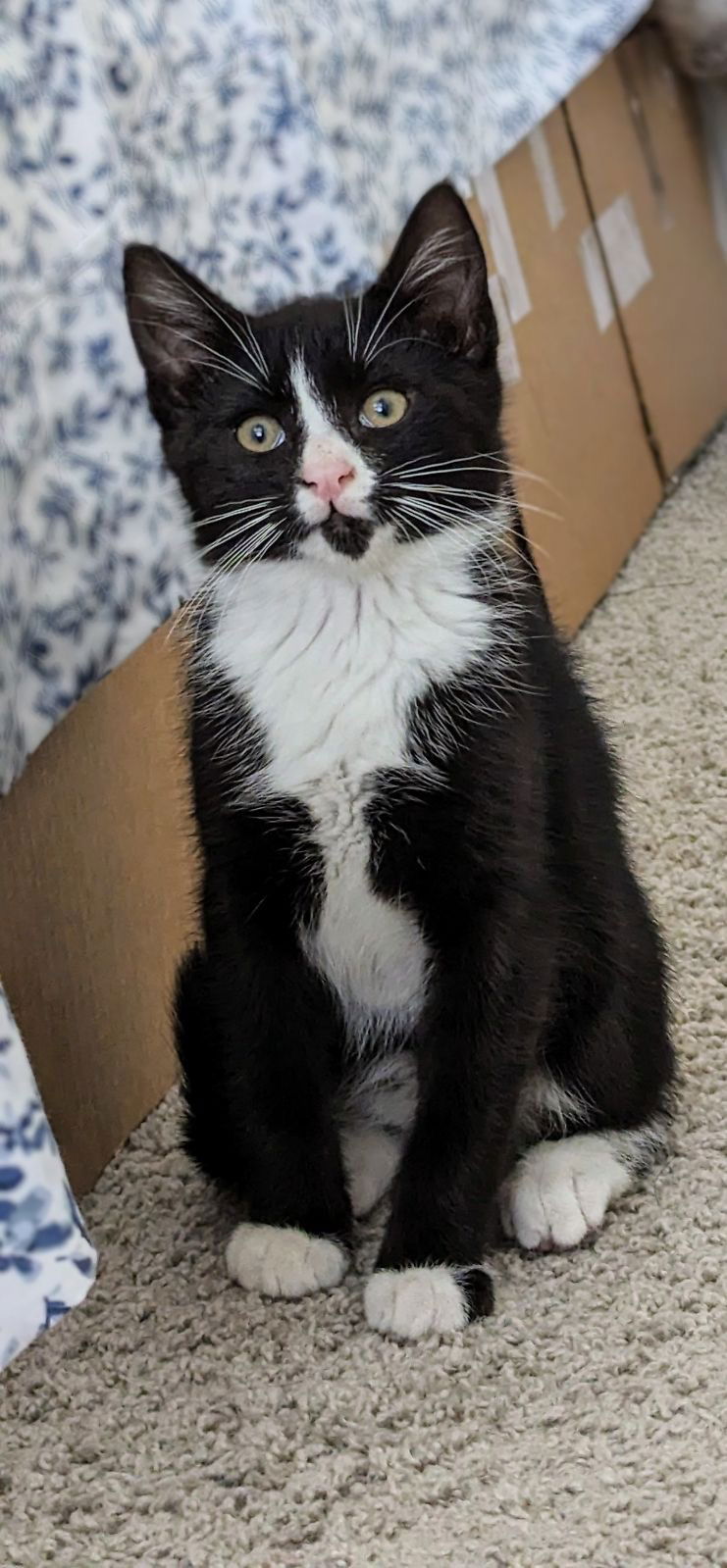 adoptable Cat in Colonia, NJ named Optimus