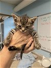 adoptable Cat in colonia, NJ named Bean