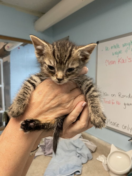 BEAN - Domestic Short Hair available for adoption