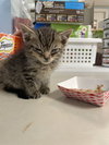 Bean - Photo 2