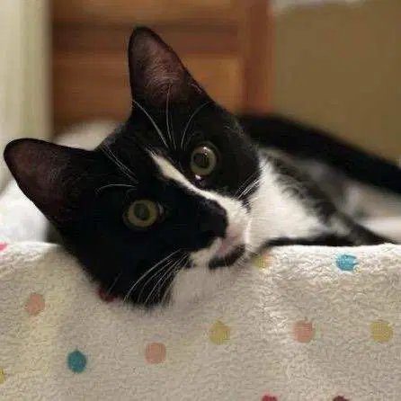 Ori - Domestic Short Hair