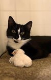 Ori - Photo 5