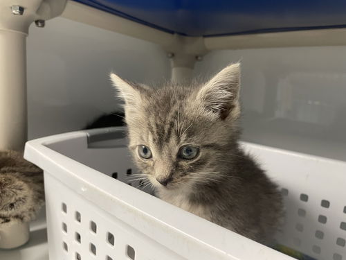 picture of the cat needing adoption