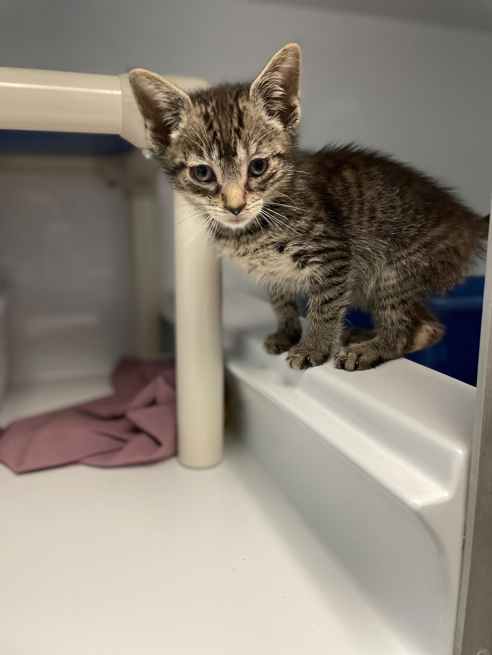 adoptable Cat in Colonia, NJ named Waffle