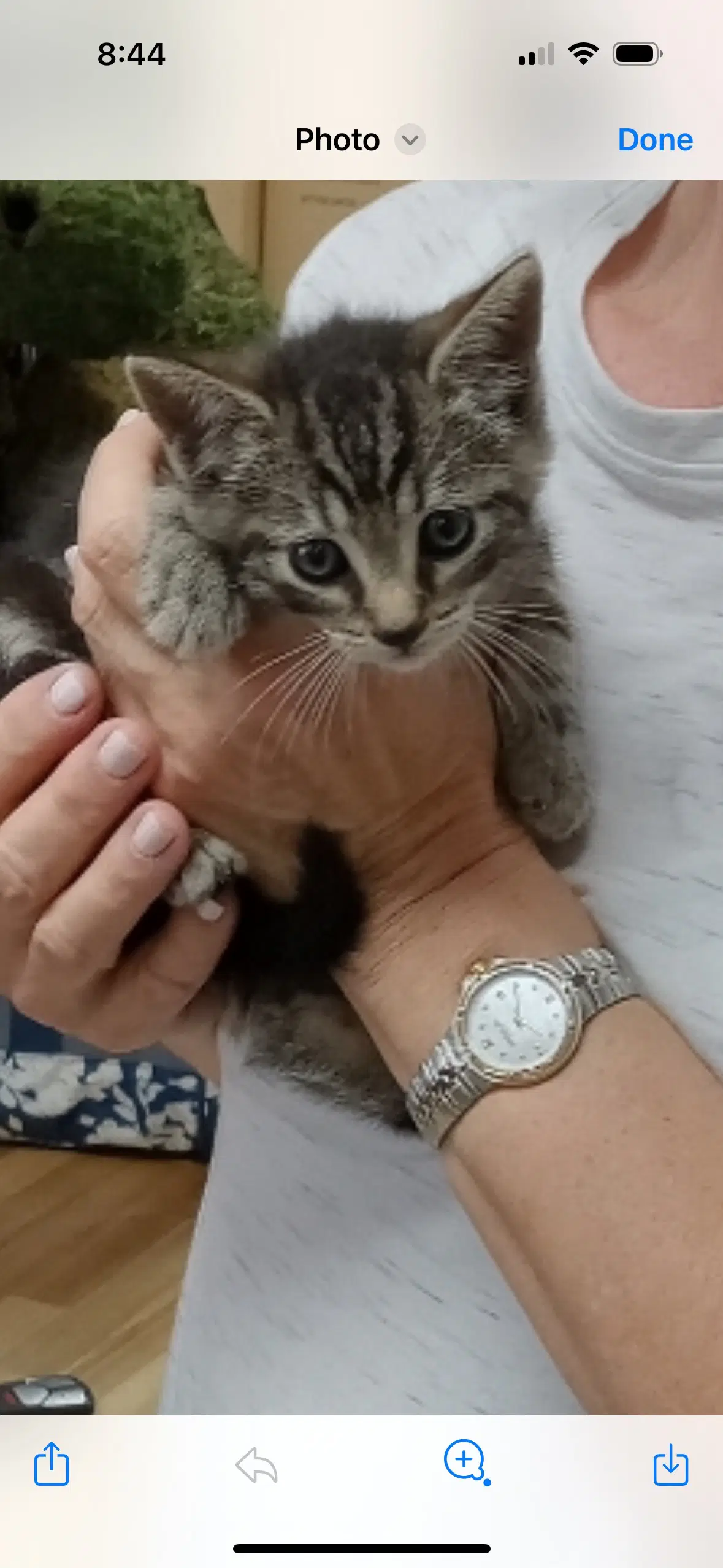 Carlo image 2